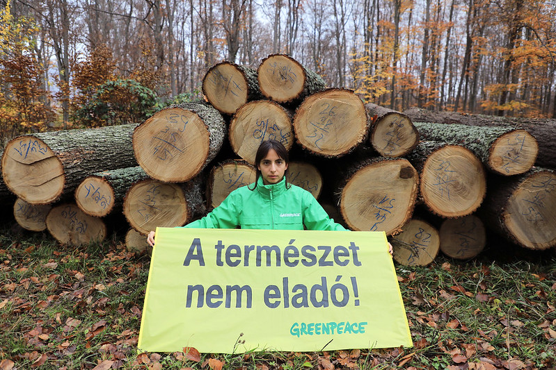 Greenpeace balta erdőirtás