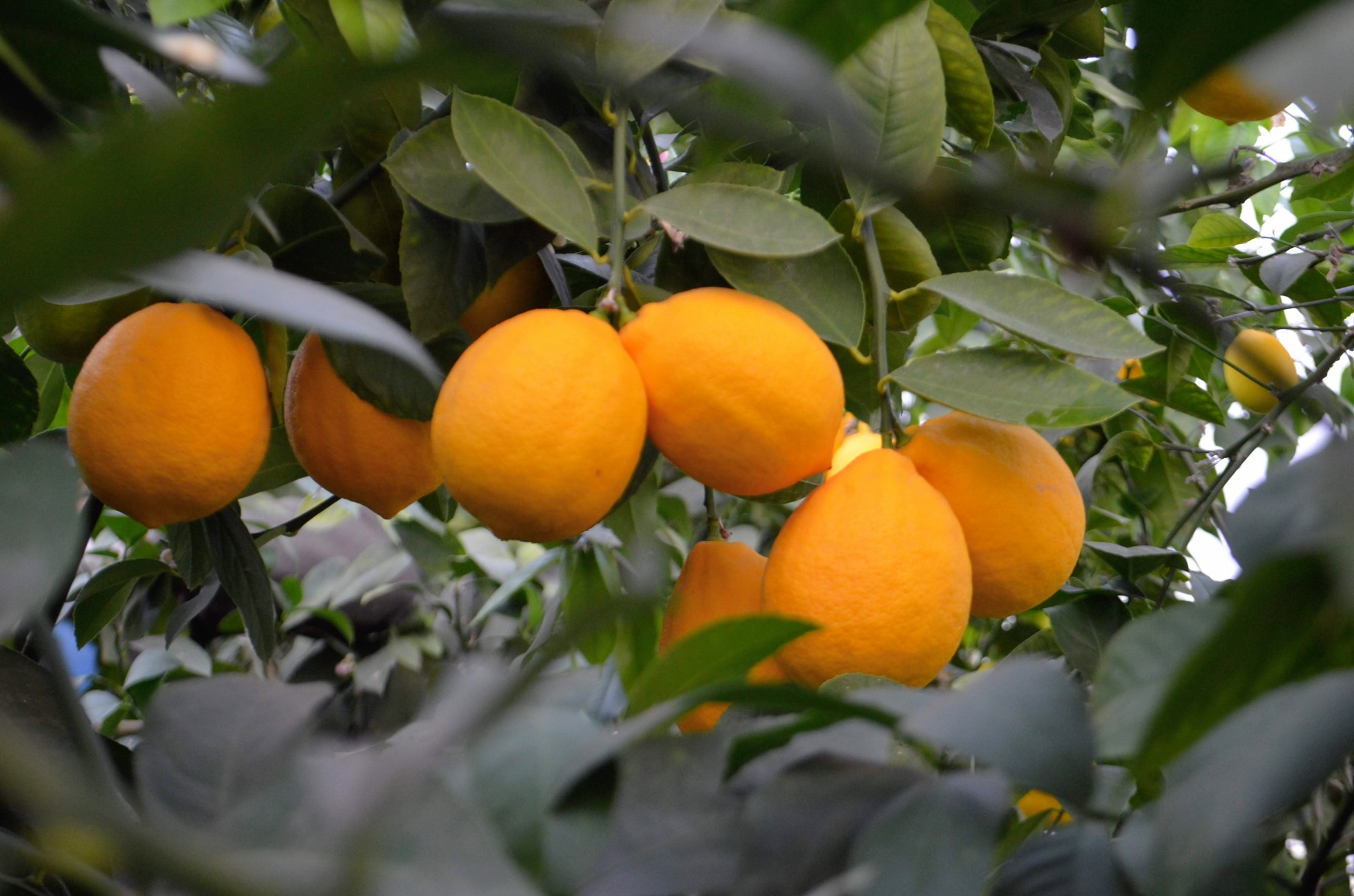 Szőrös és Kisjuhász Kertészet magyar citrom